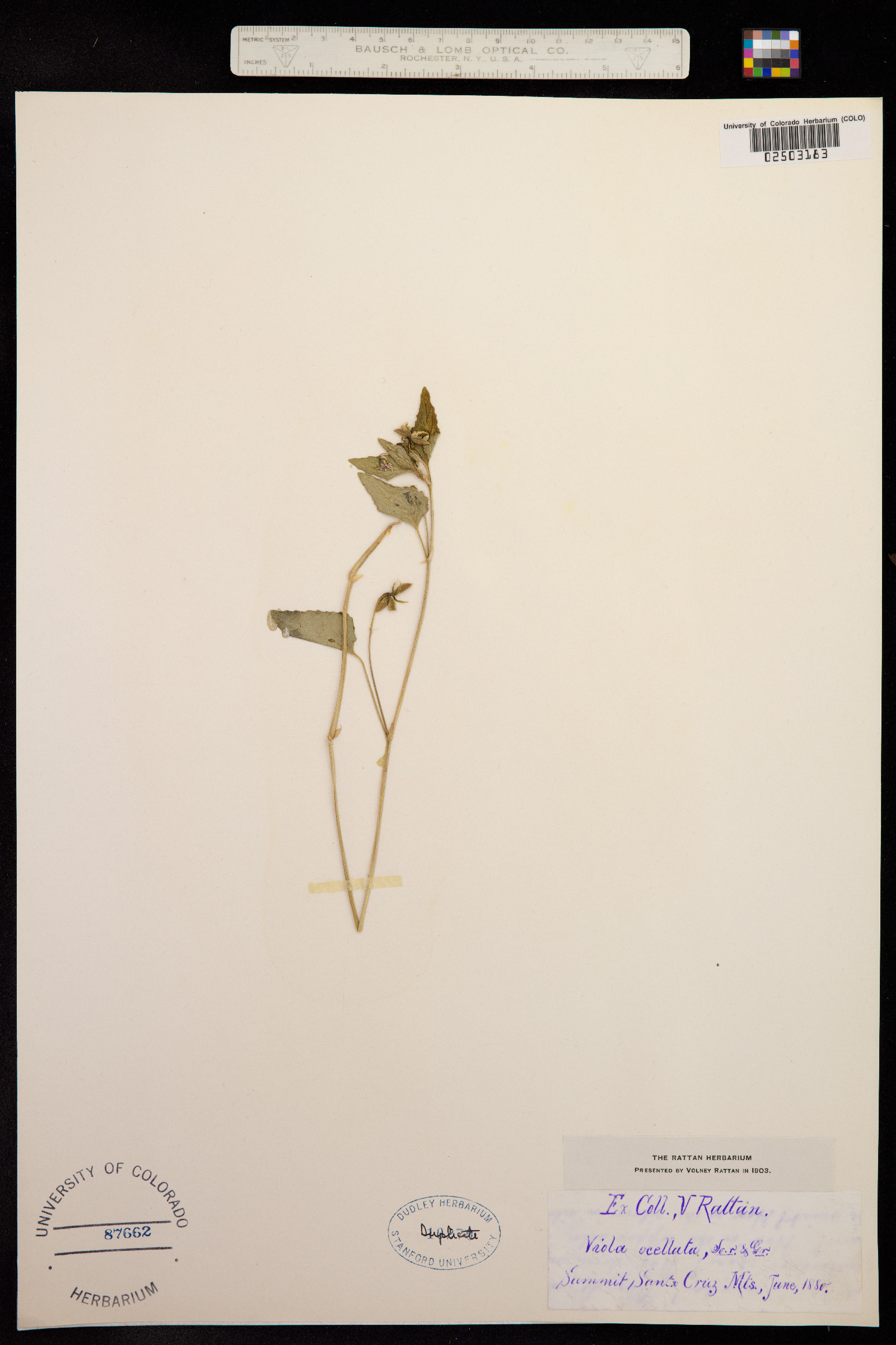 Viola ocellata image