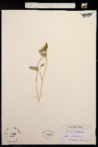Image of Viola ocellata