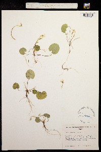 Viola orbiculata image