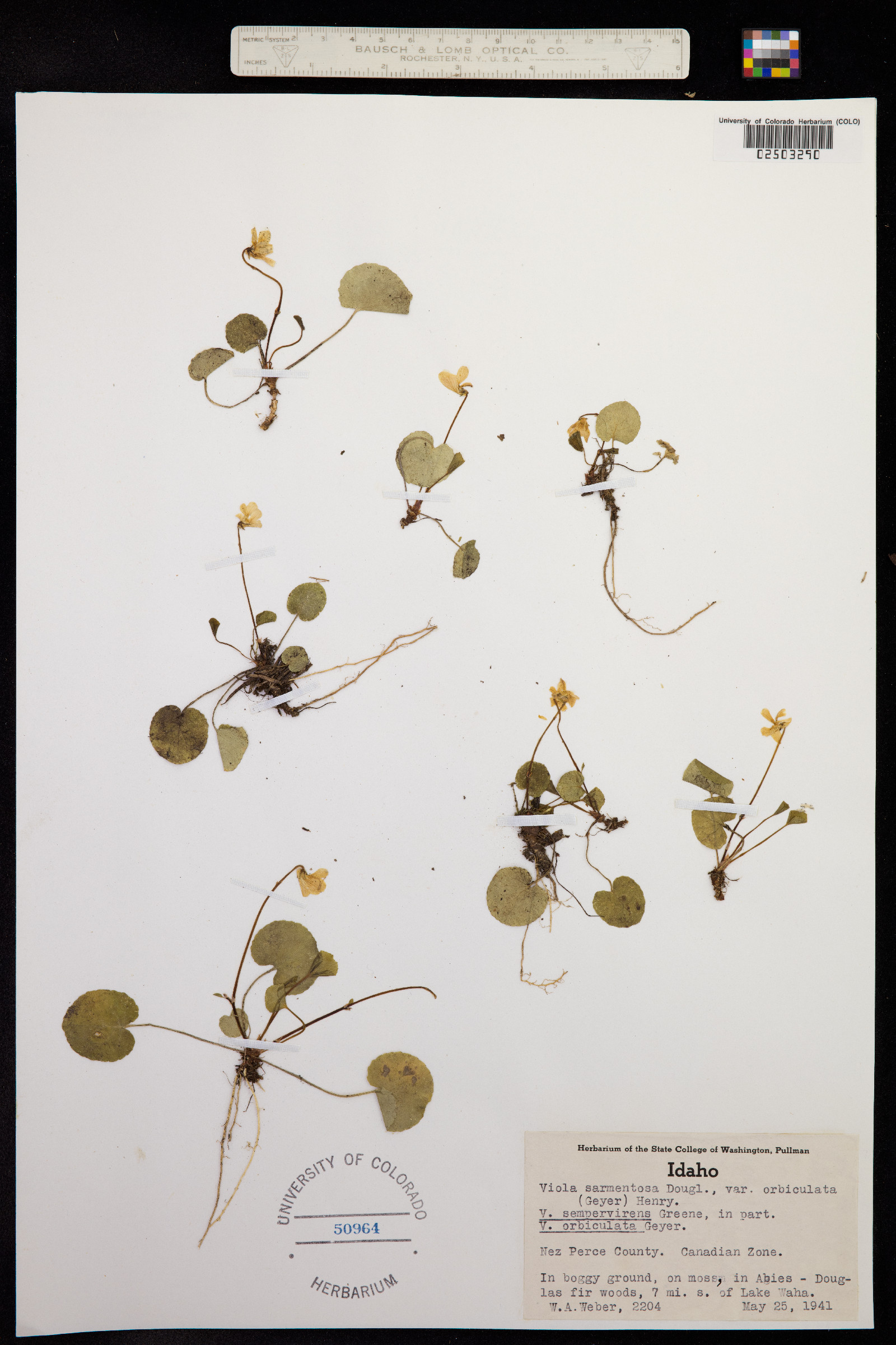 Viola orbiculata image