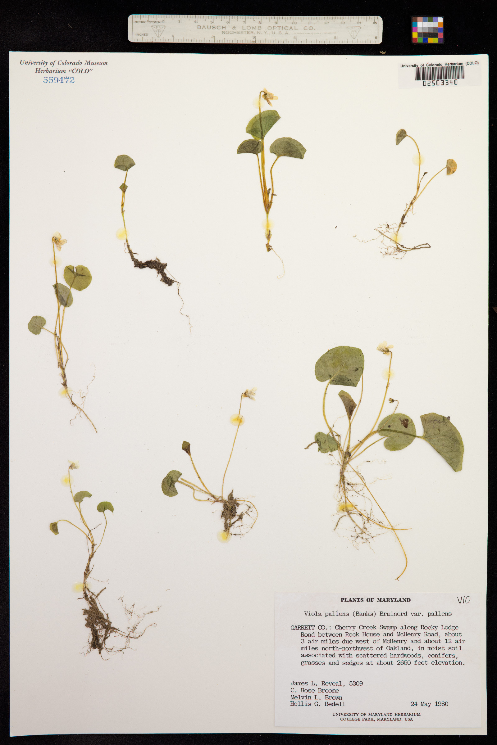 Viola macloskeyi image