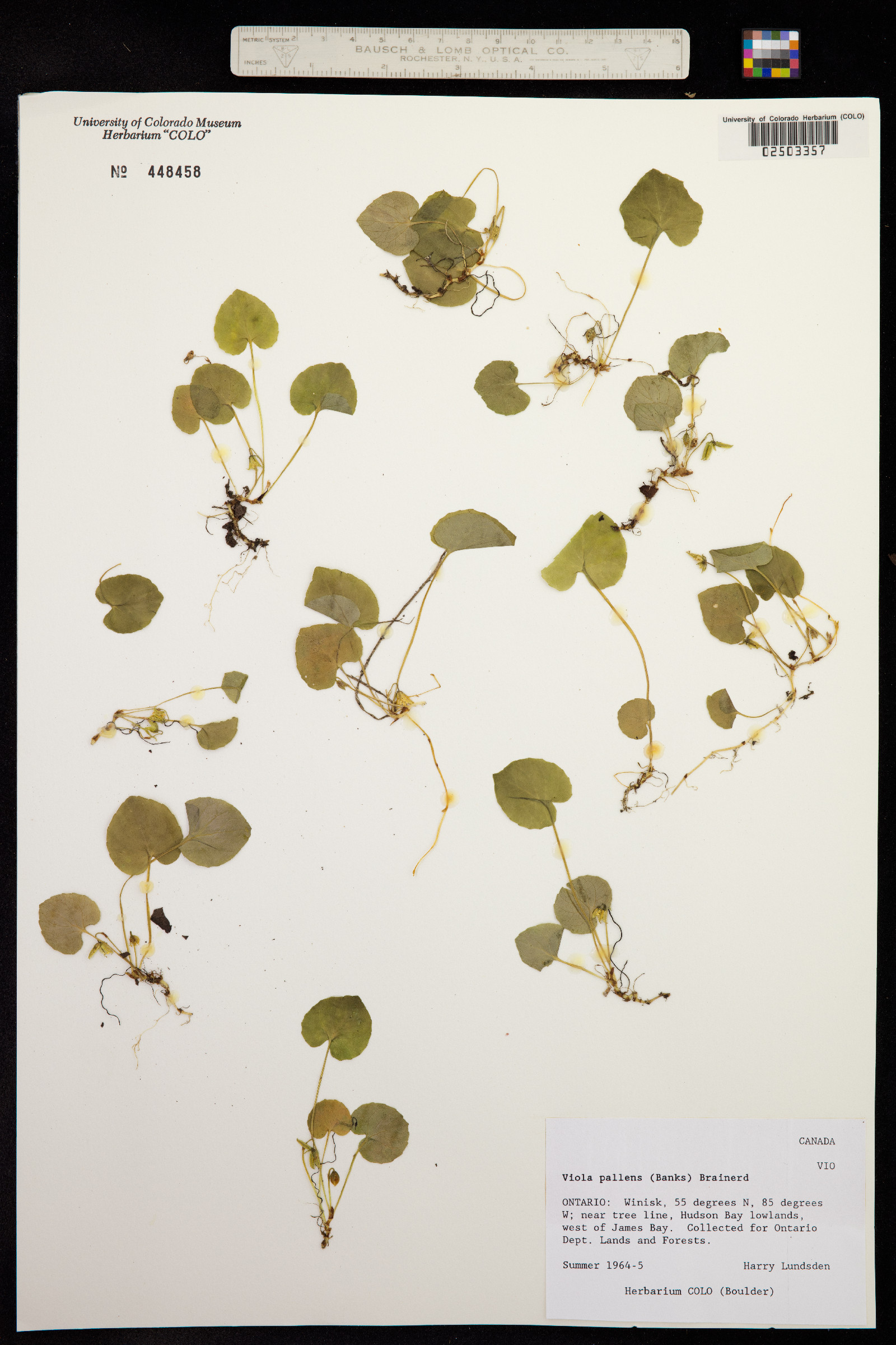 Viola macloskeyi image