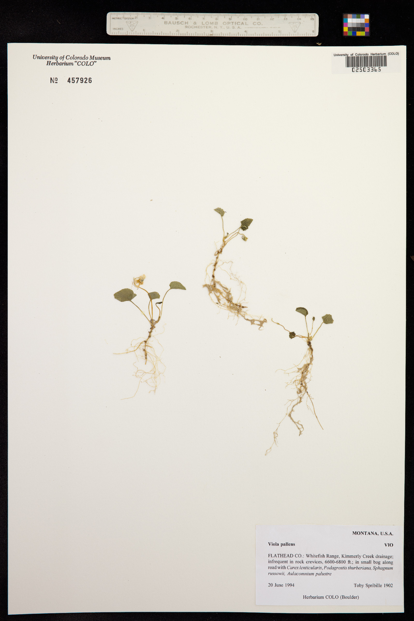 Viola macloskeyi image