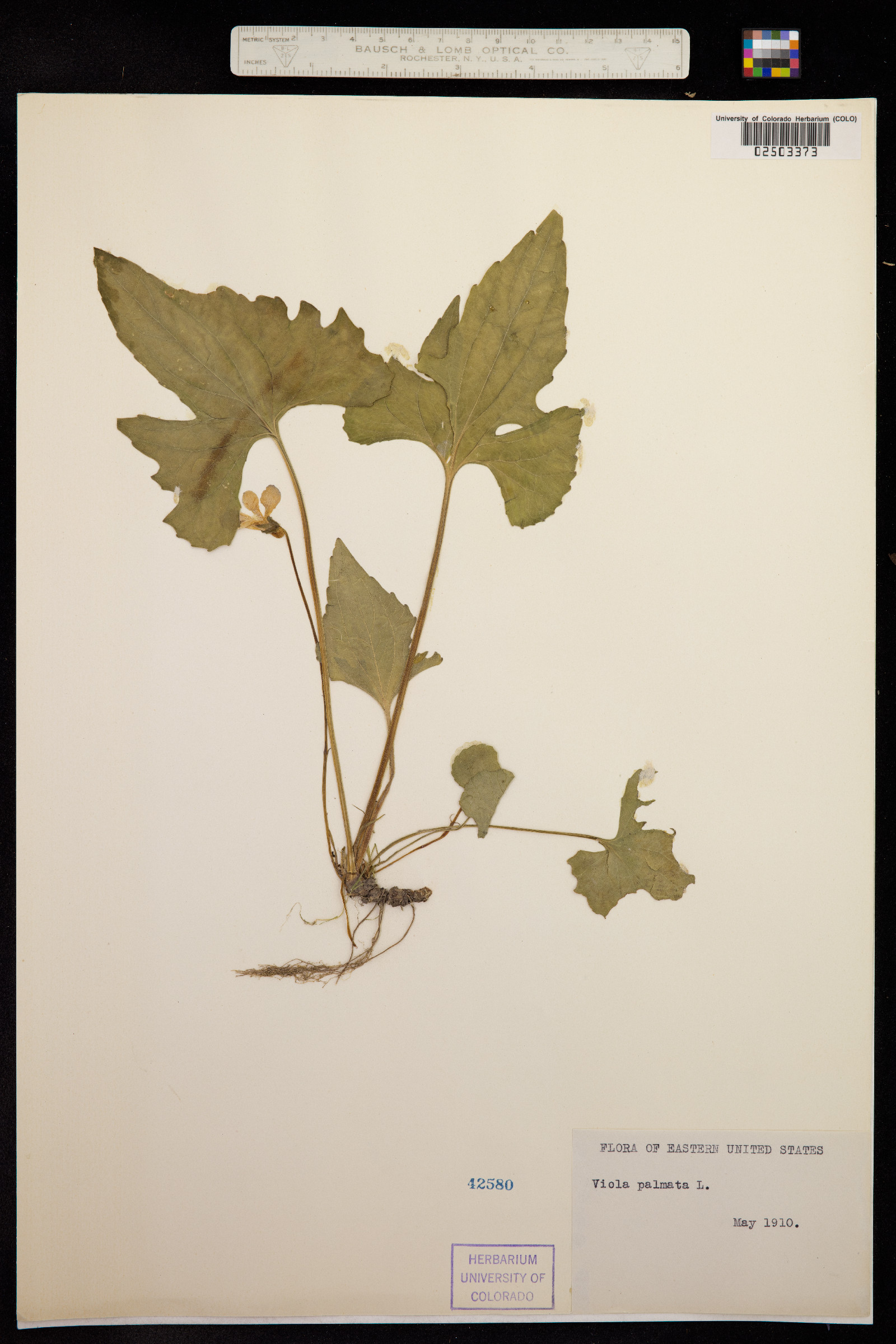 Viola palmata image
