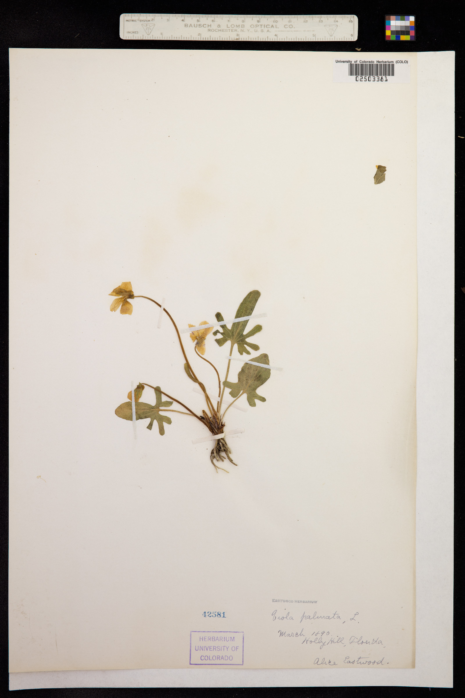 Viola palmata image
