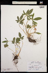 Image of Viola palmata