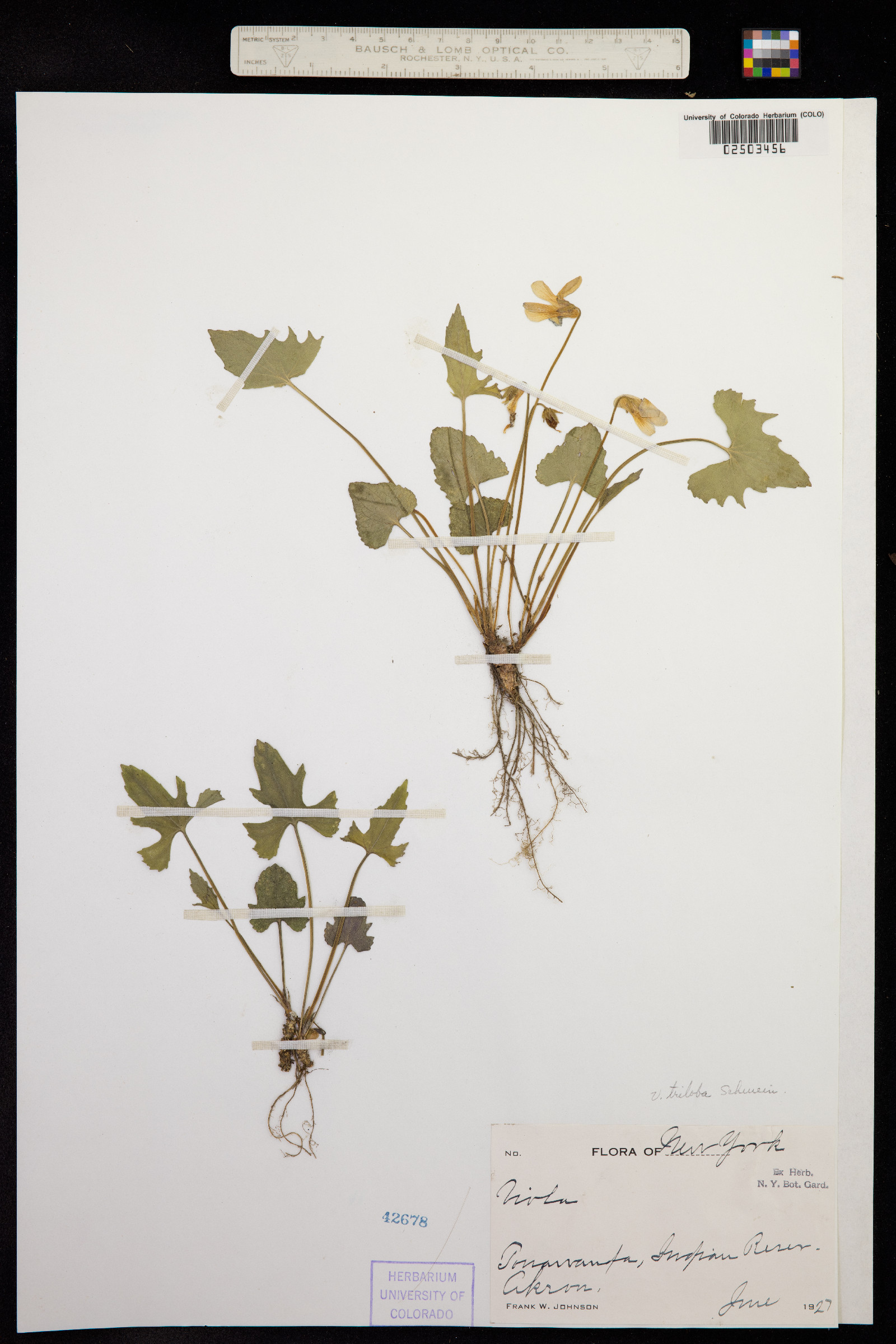 Viola palmata image