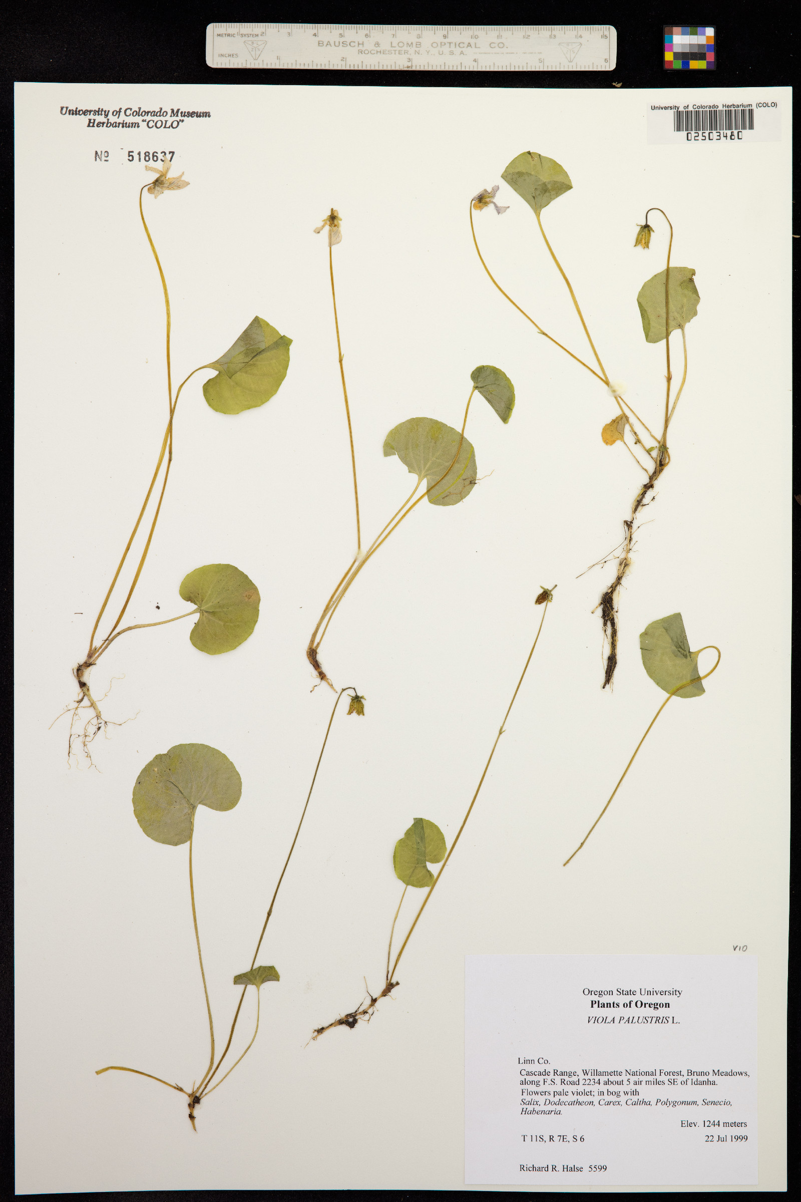 Viola palustris image