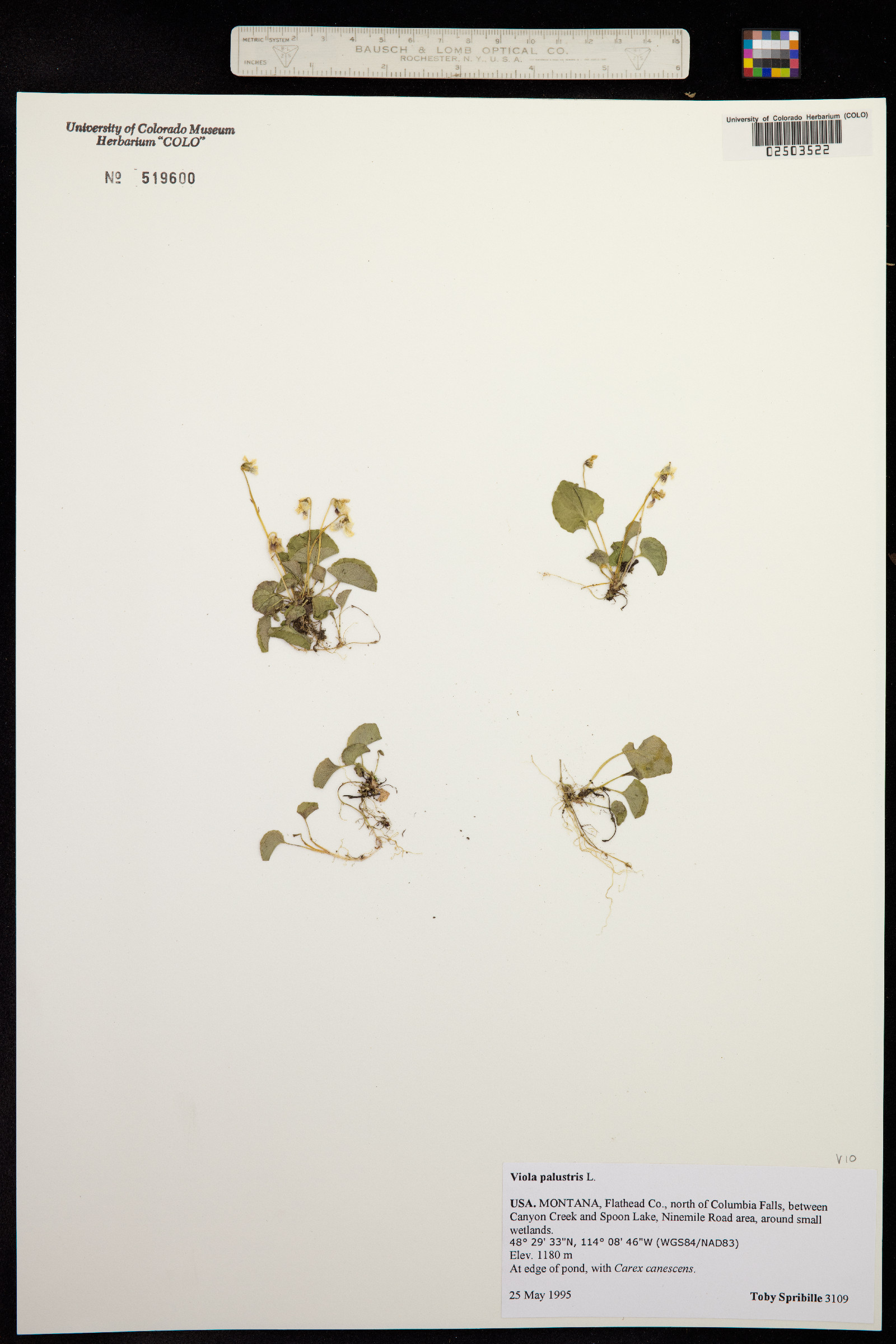 Viola palustris image