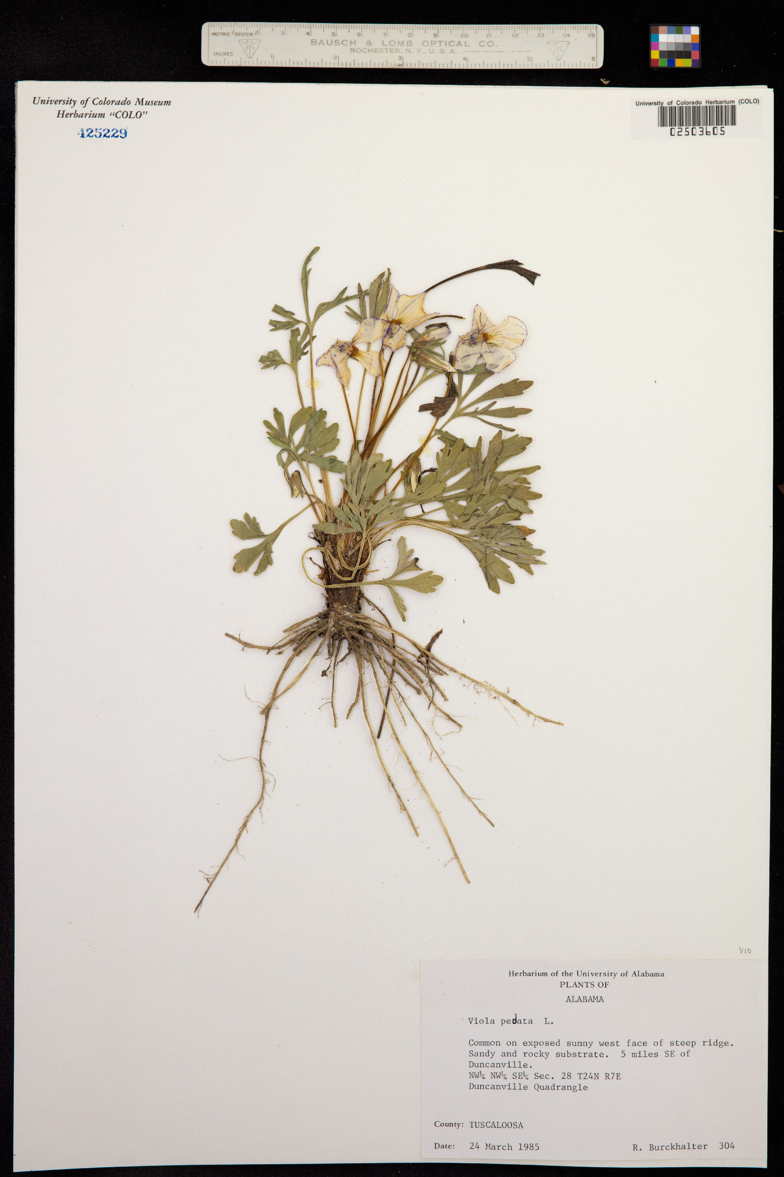 Viola pedata image