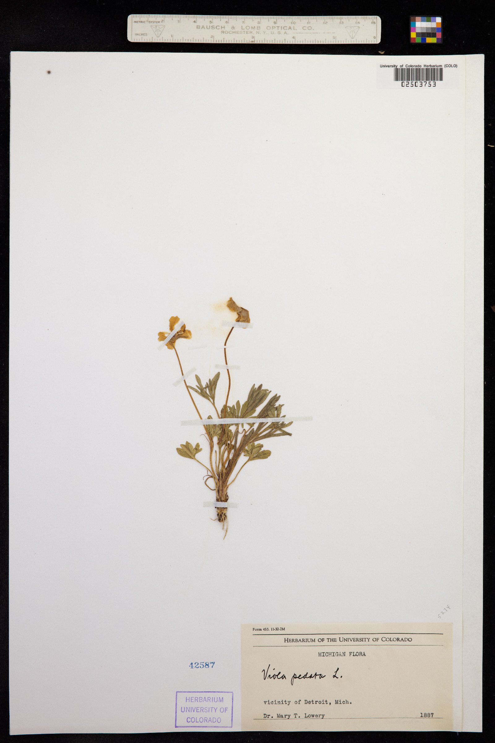 Viola pedata image