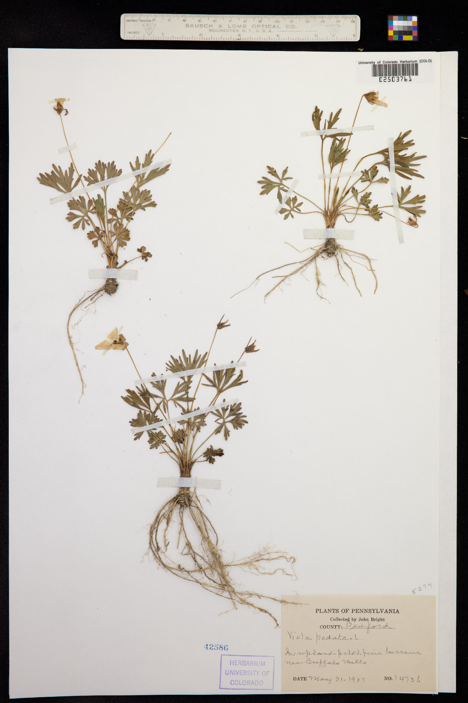 Viola pedata image