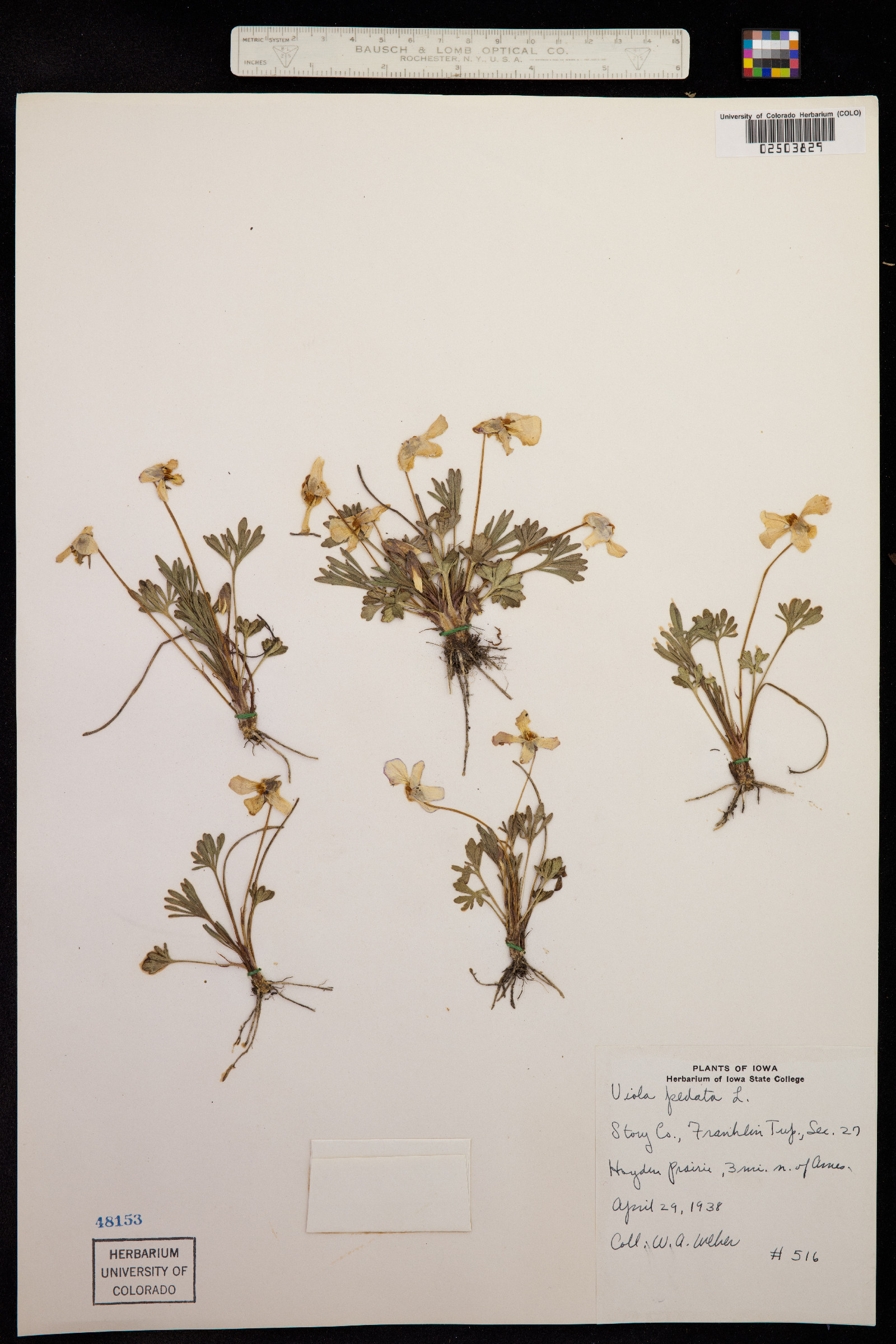 Viola pedata image
