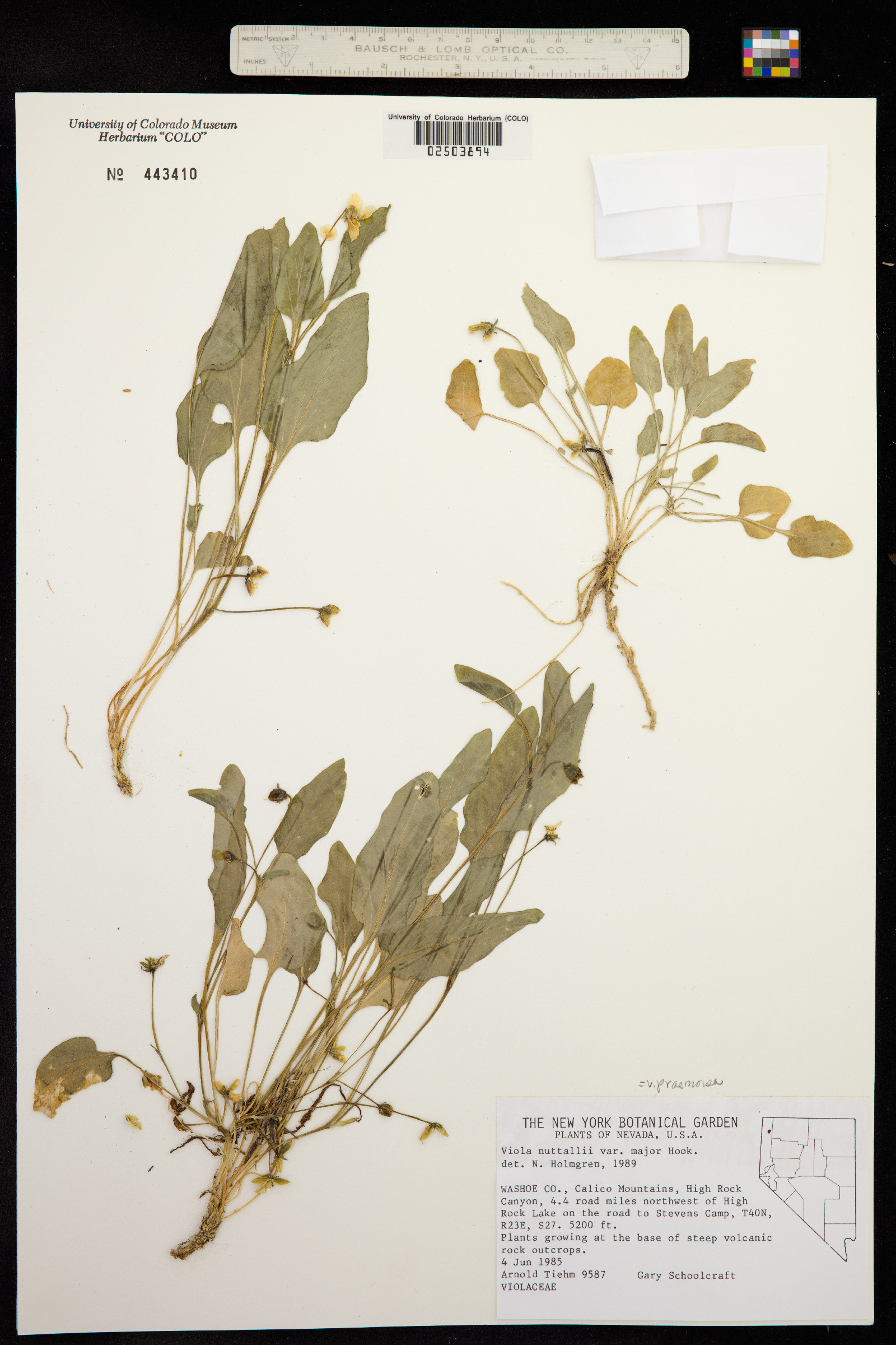 Viola praemorsa image