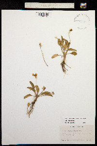 Viola praemorsa image