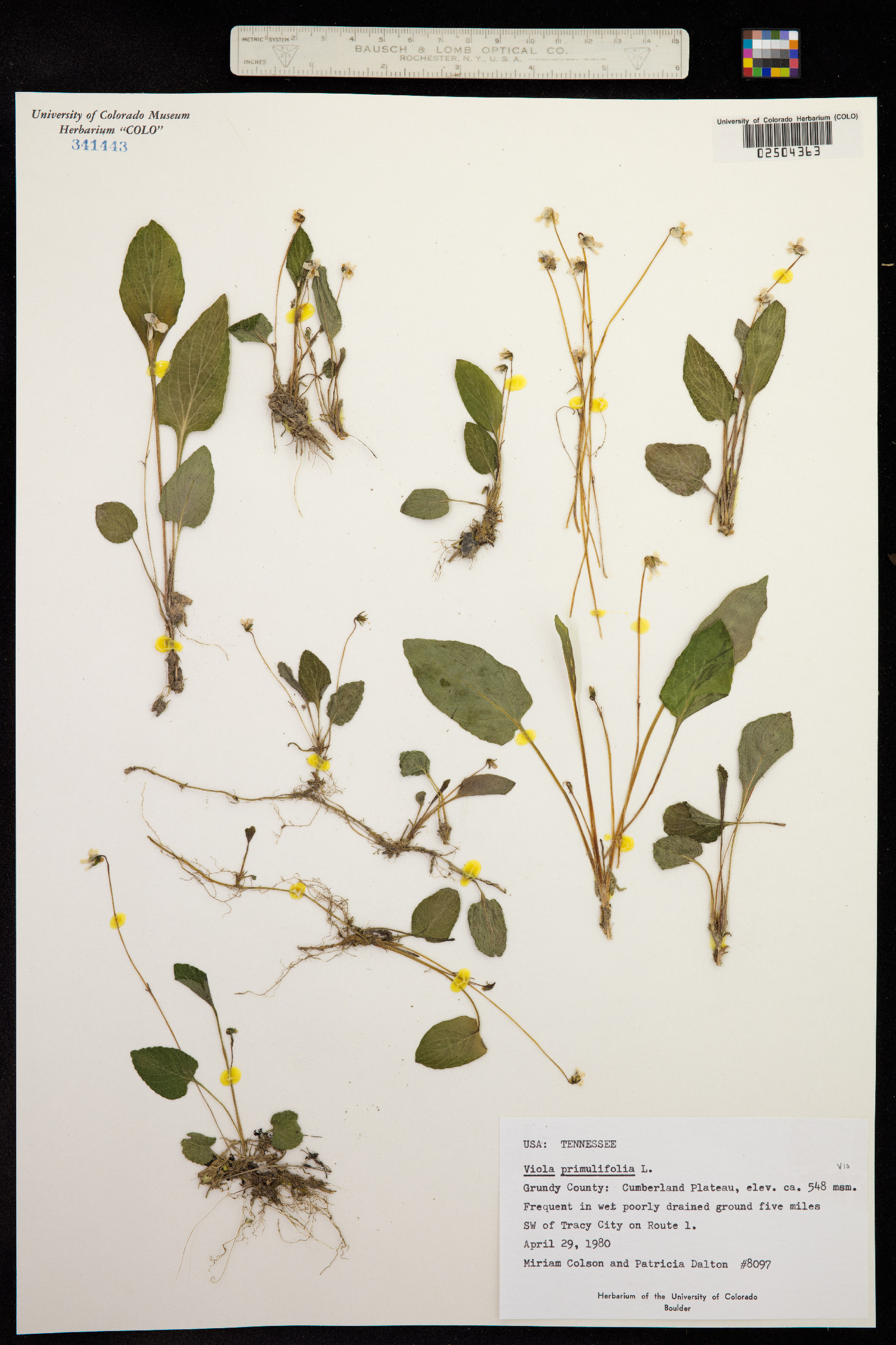 Viola primulifolia image