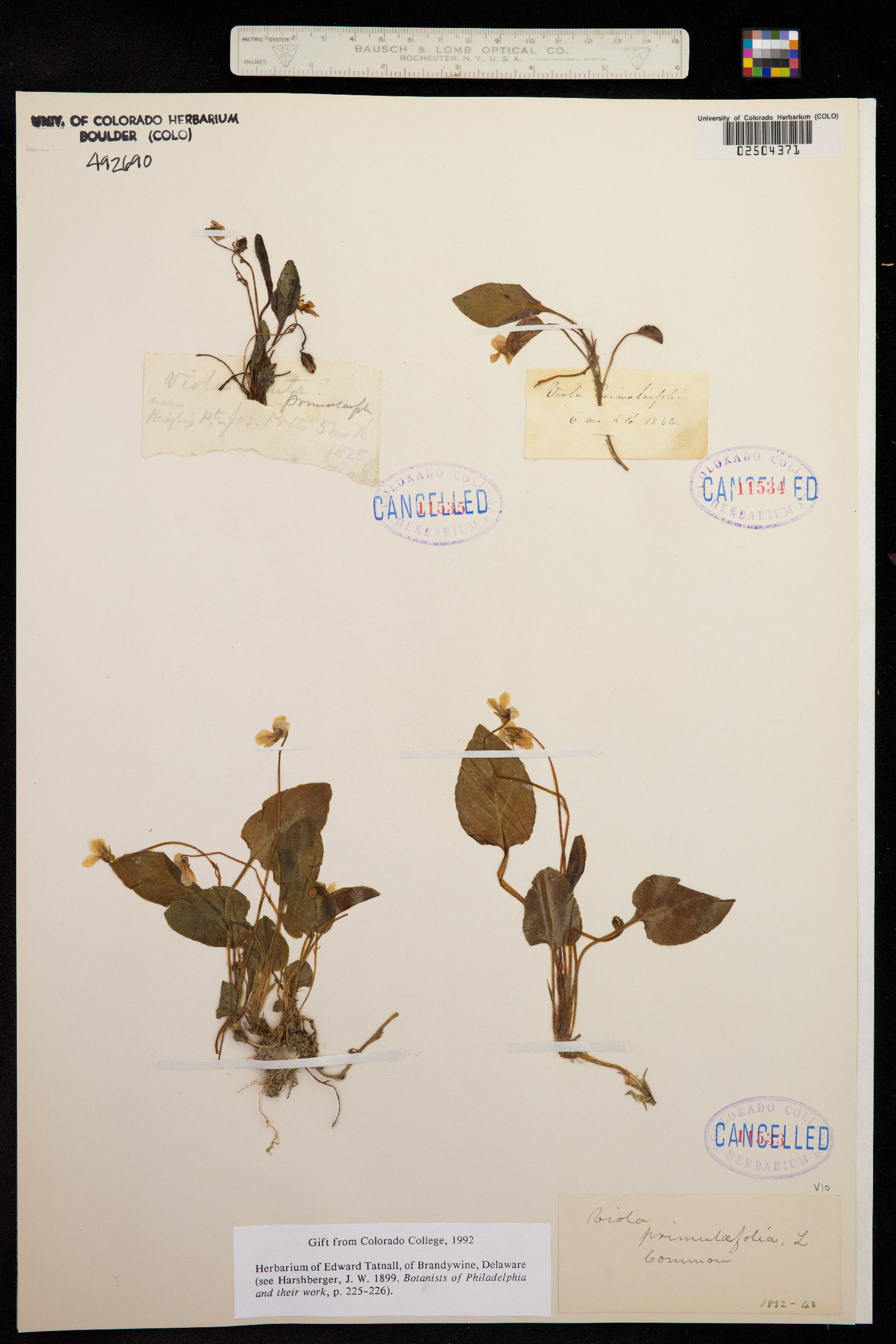 Viola primulifolia image