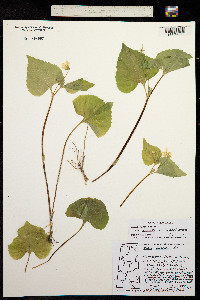 Image of Viola pubescens