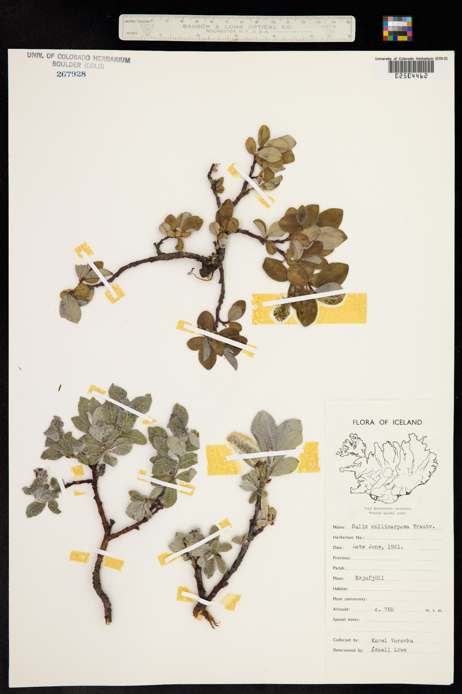 Salix glauca var. callicarpaea image