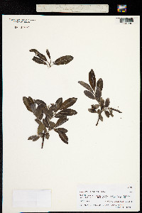 Image of Salix daltoniana