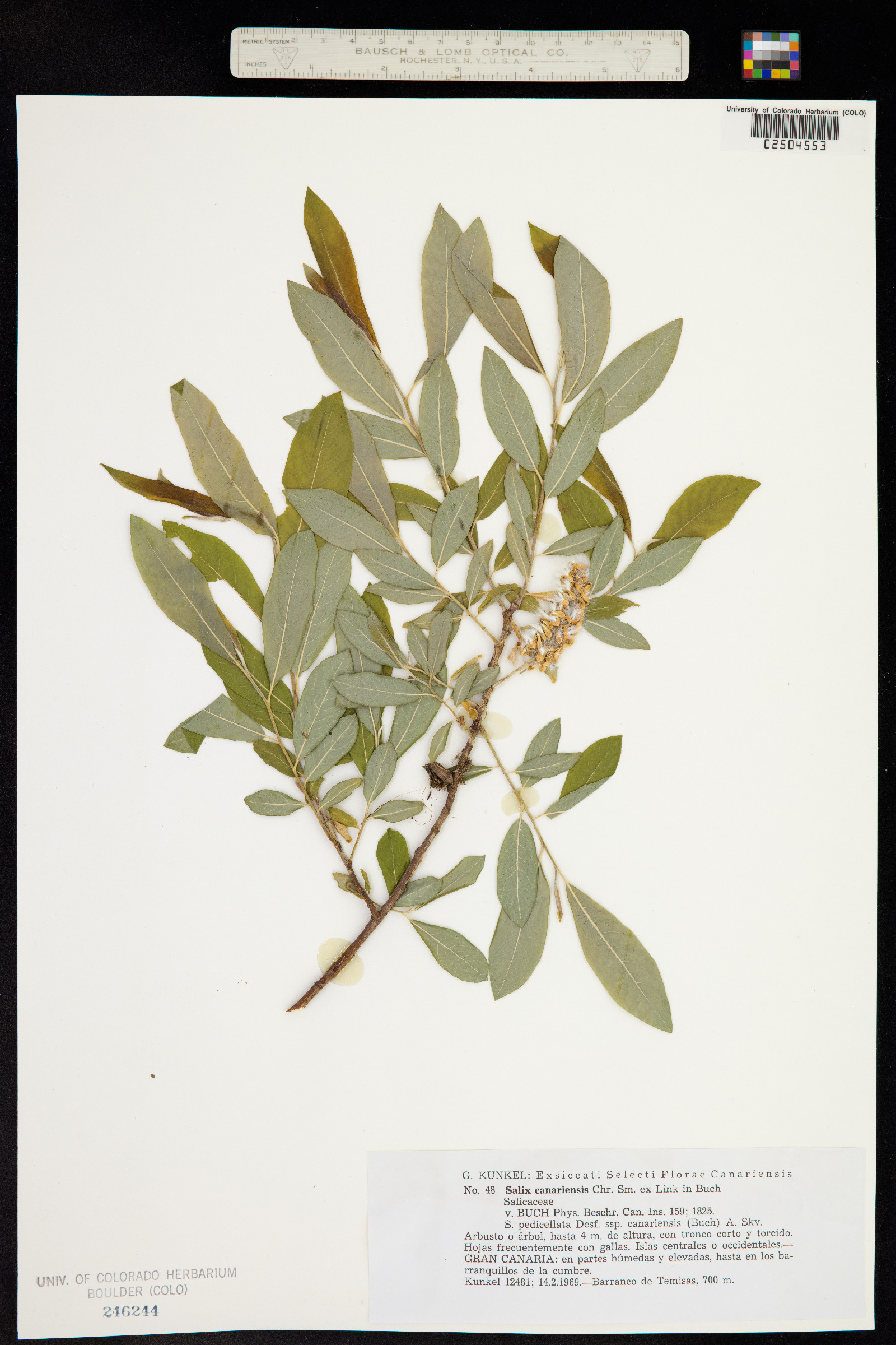 Salix pedicellata subsp. canariensis image