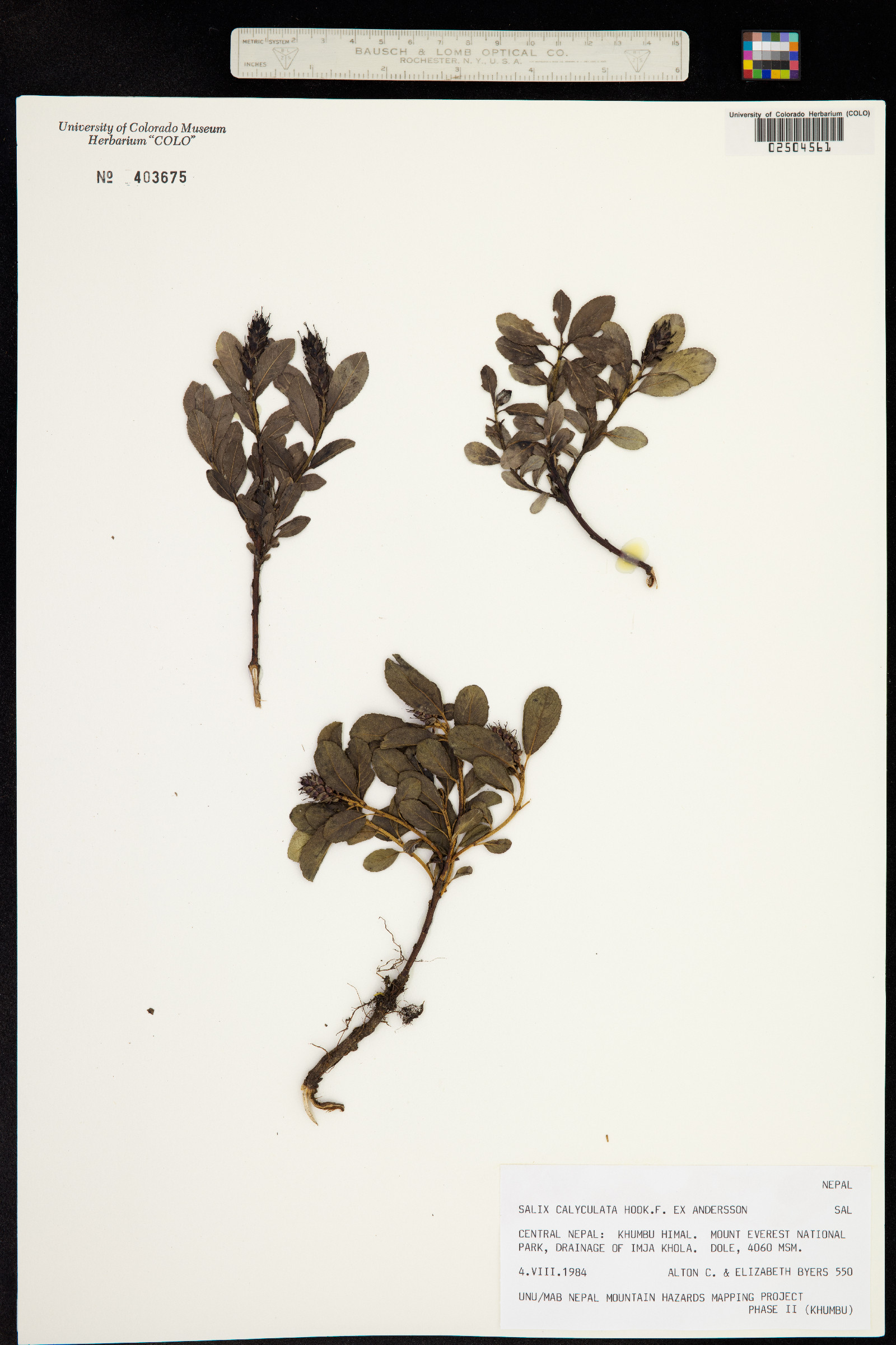 Salix calyculata image