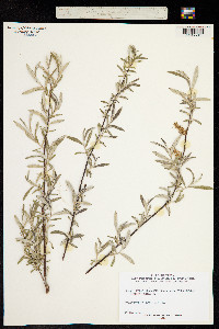 Salix eleagnos image