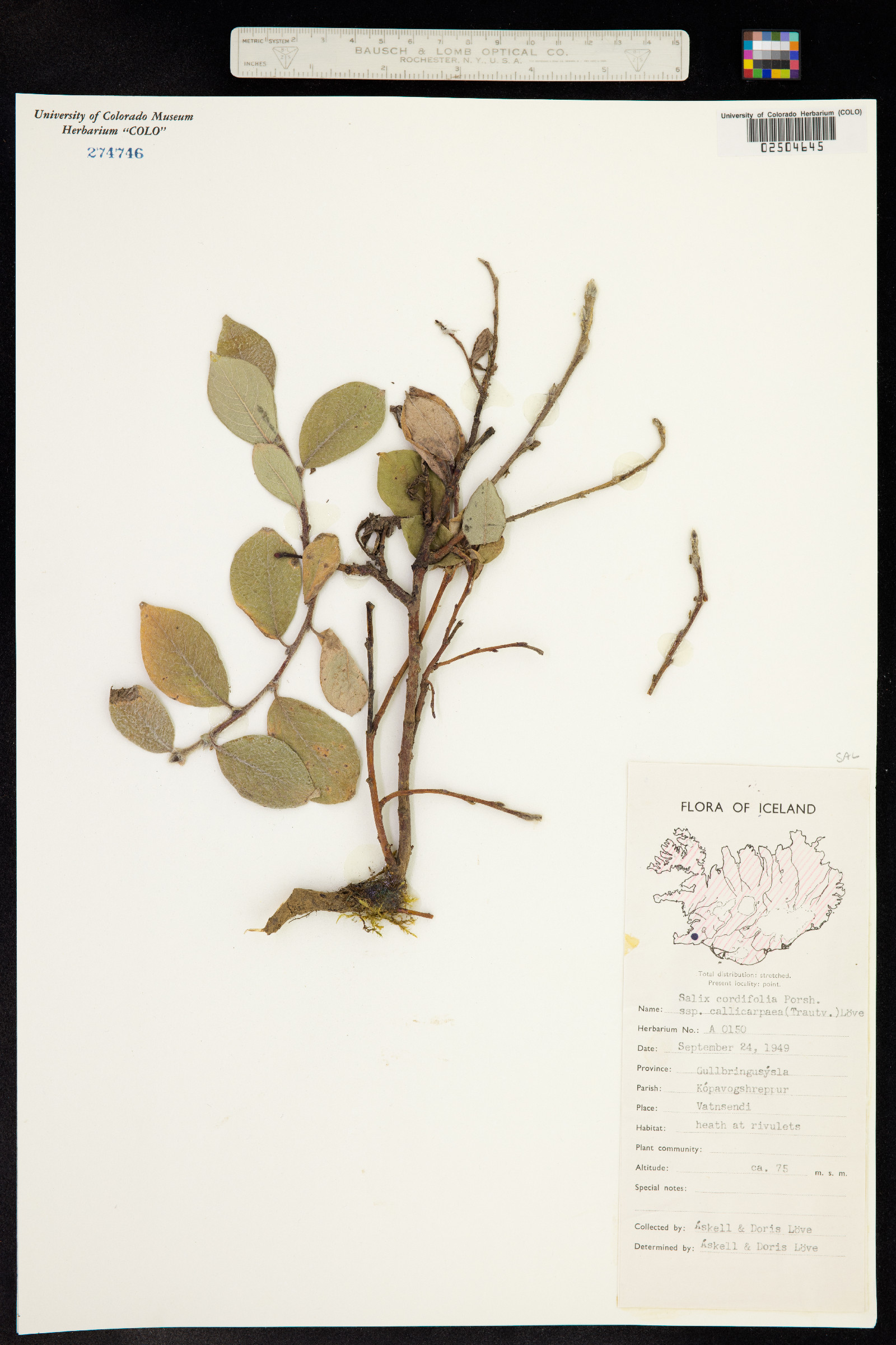 Salix glauca var. callicarpaea image