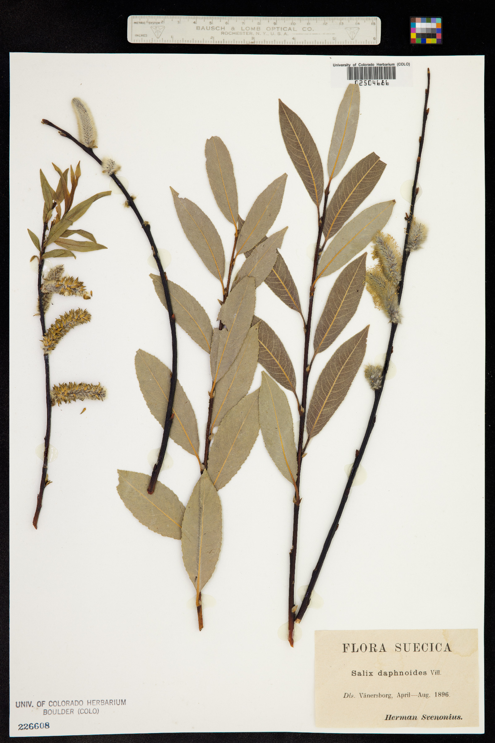 Salix daphnoides image