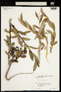 Image of Salix excelsa