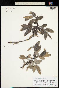 Image of Salix eriostachya