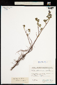 Salix fuscescens image
