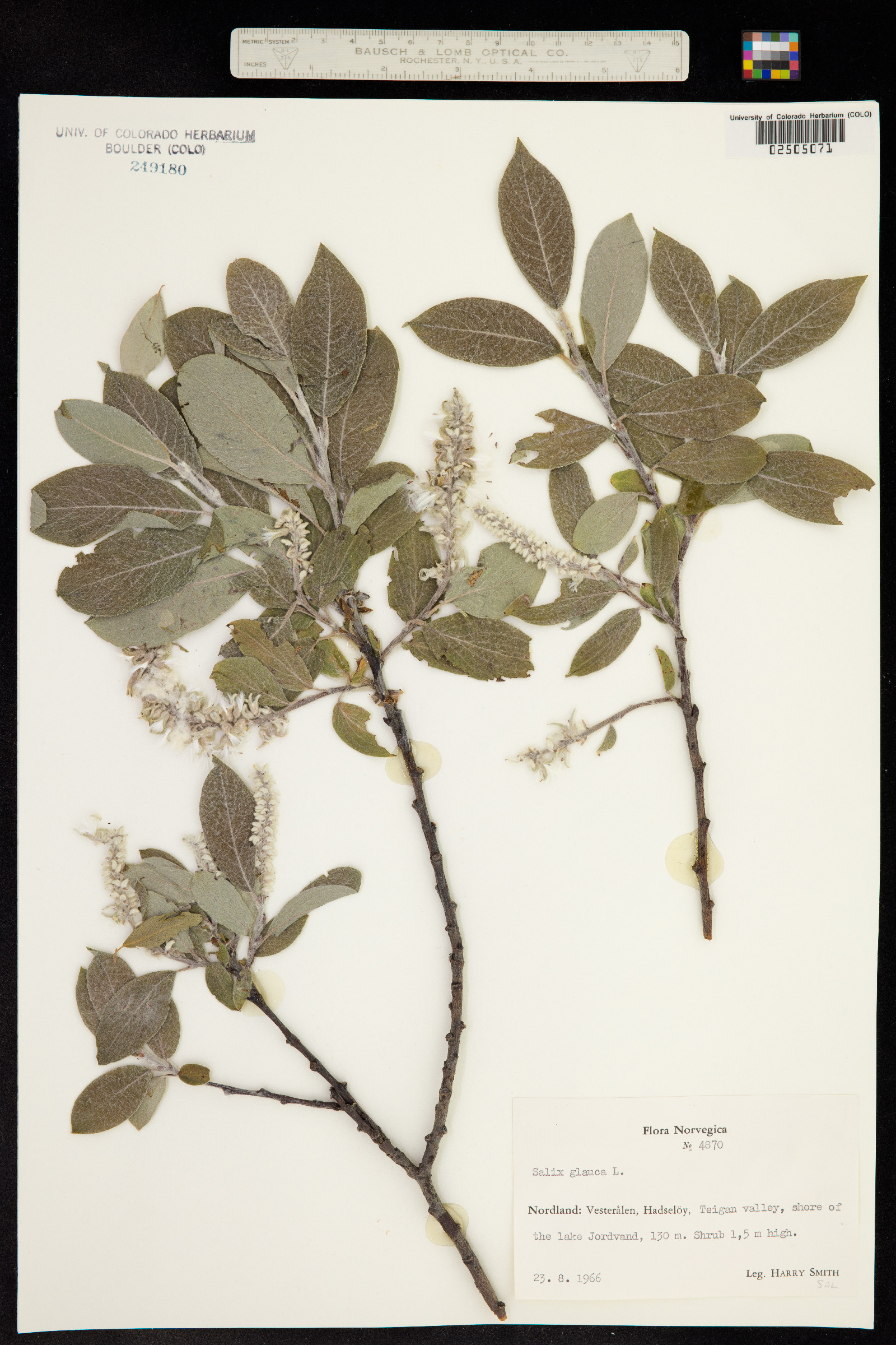 Salicaceae image