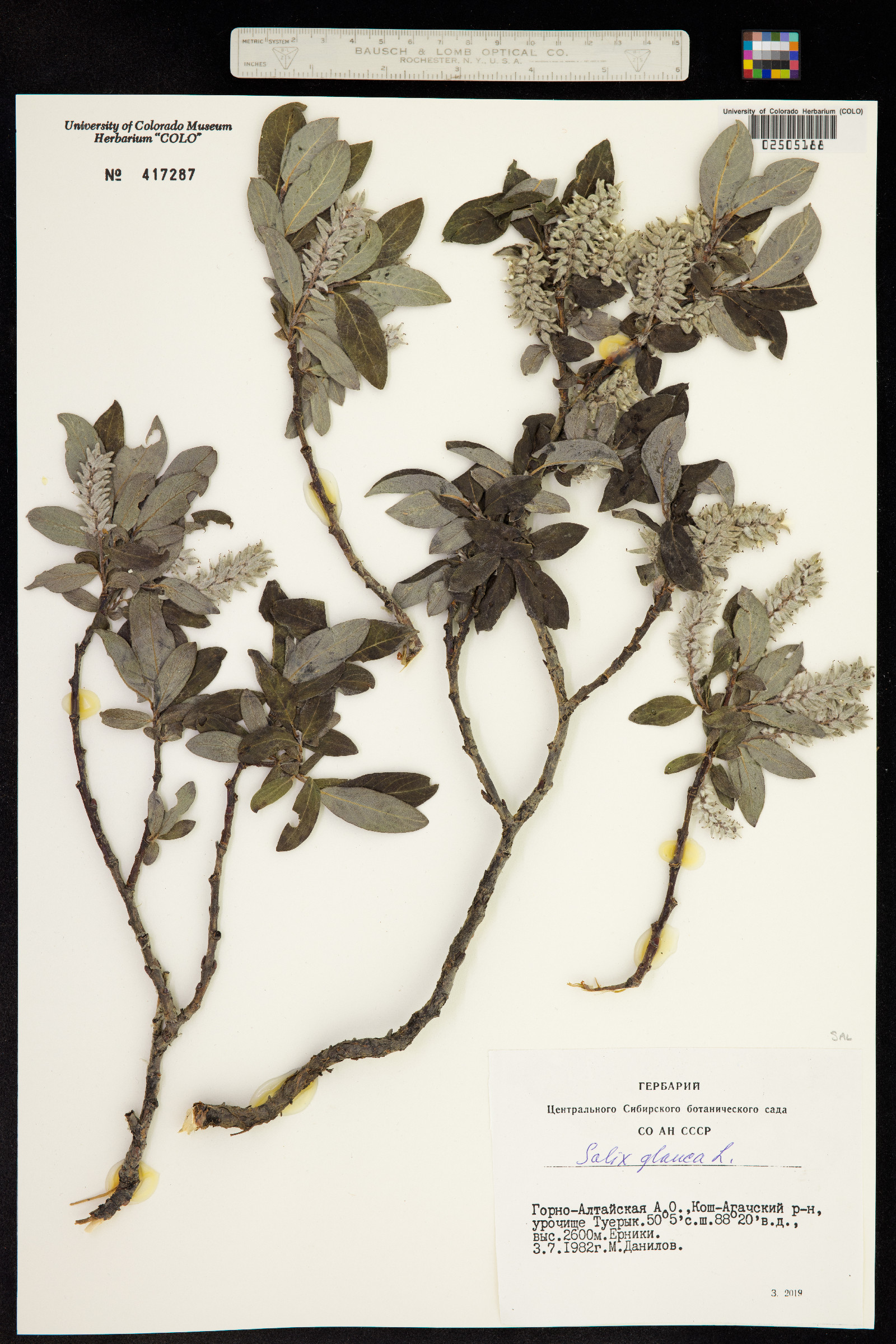 Salix glauca image
