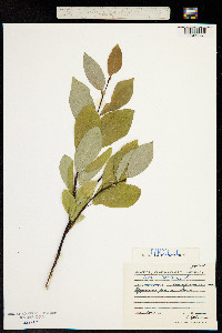 Salix hastata image