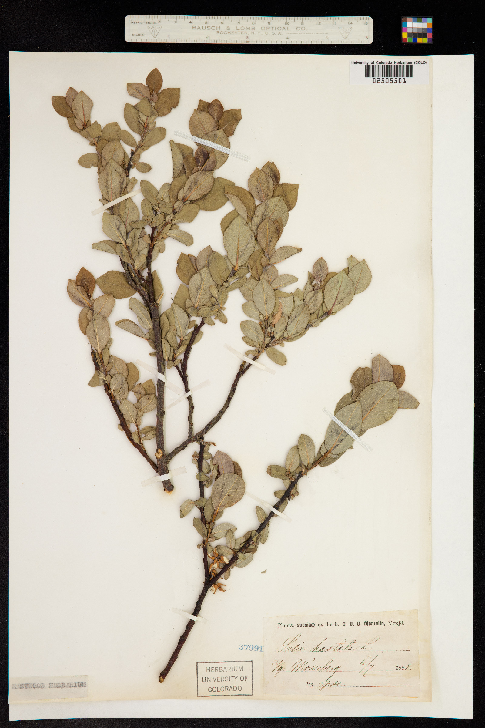 Salix hastata image