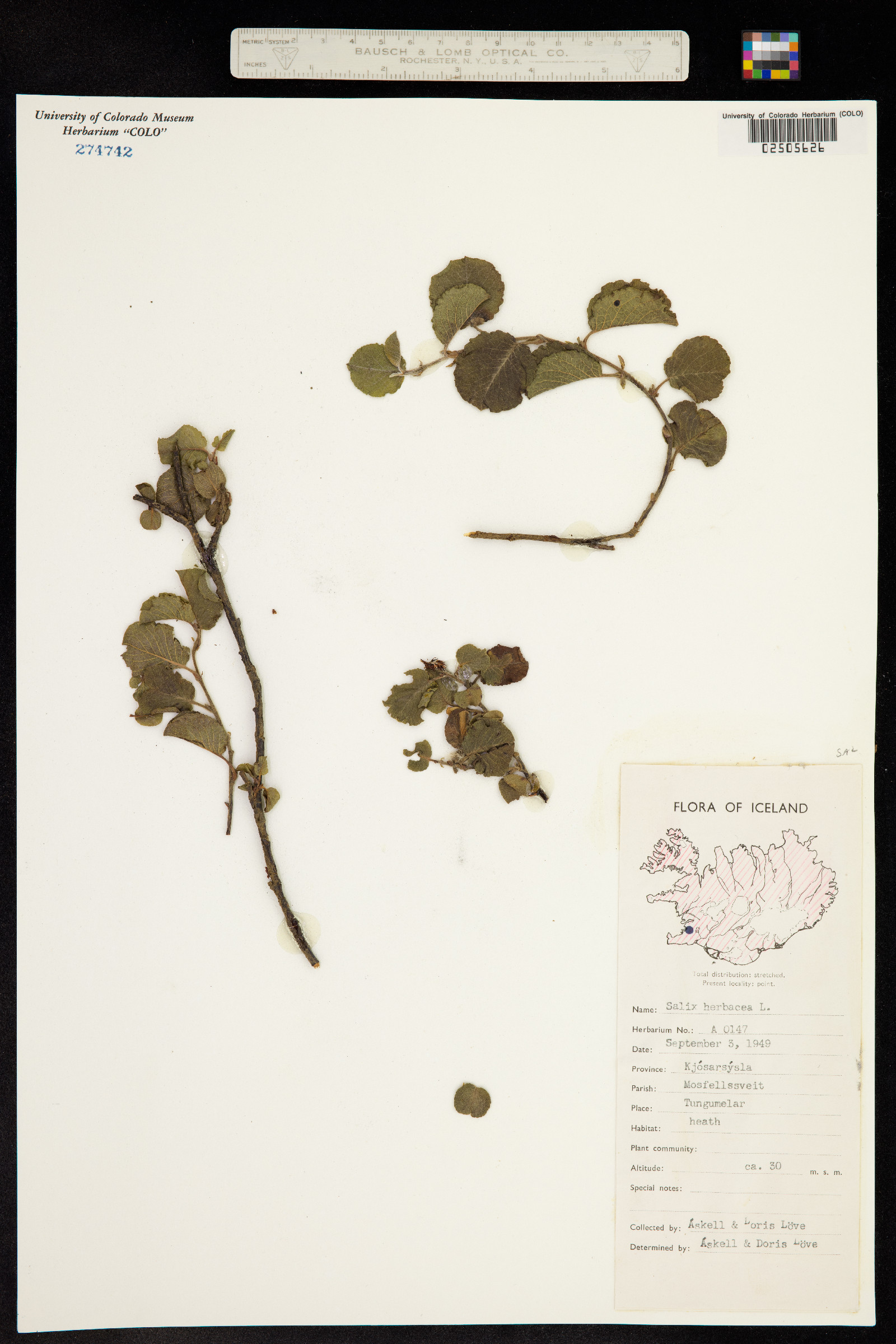 Salix herbacea image