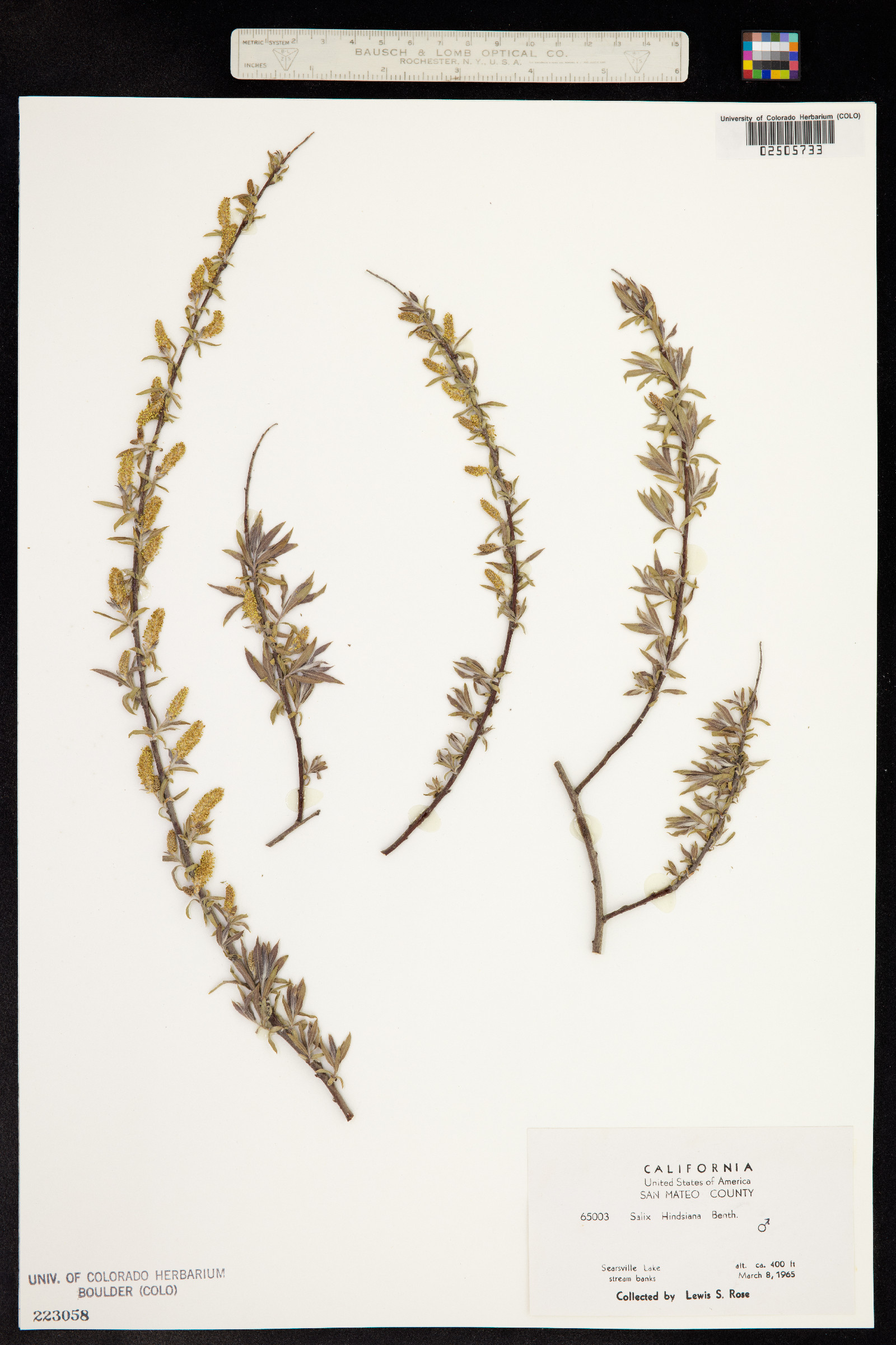 Salix exigua var. hindsiana image