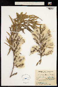 Salix chilensis image