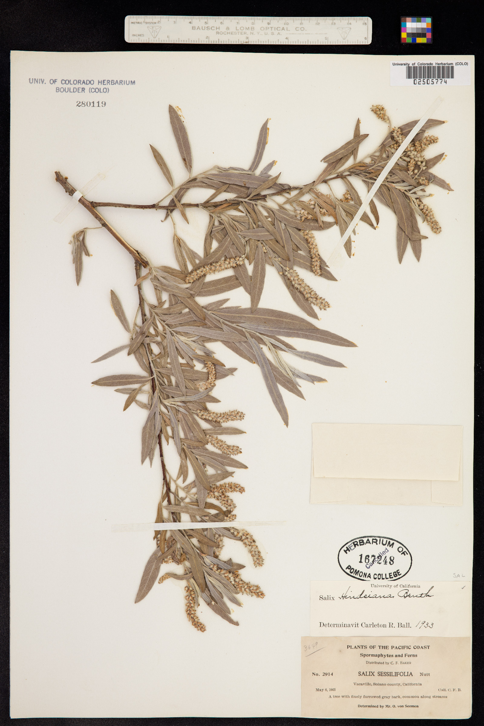Salix exigua var. hindsiana image