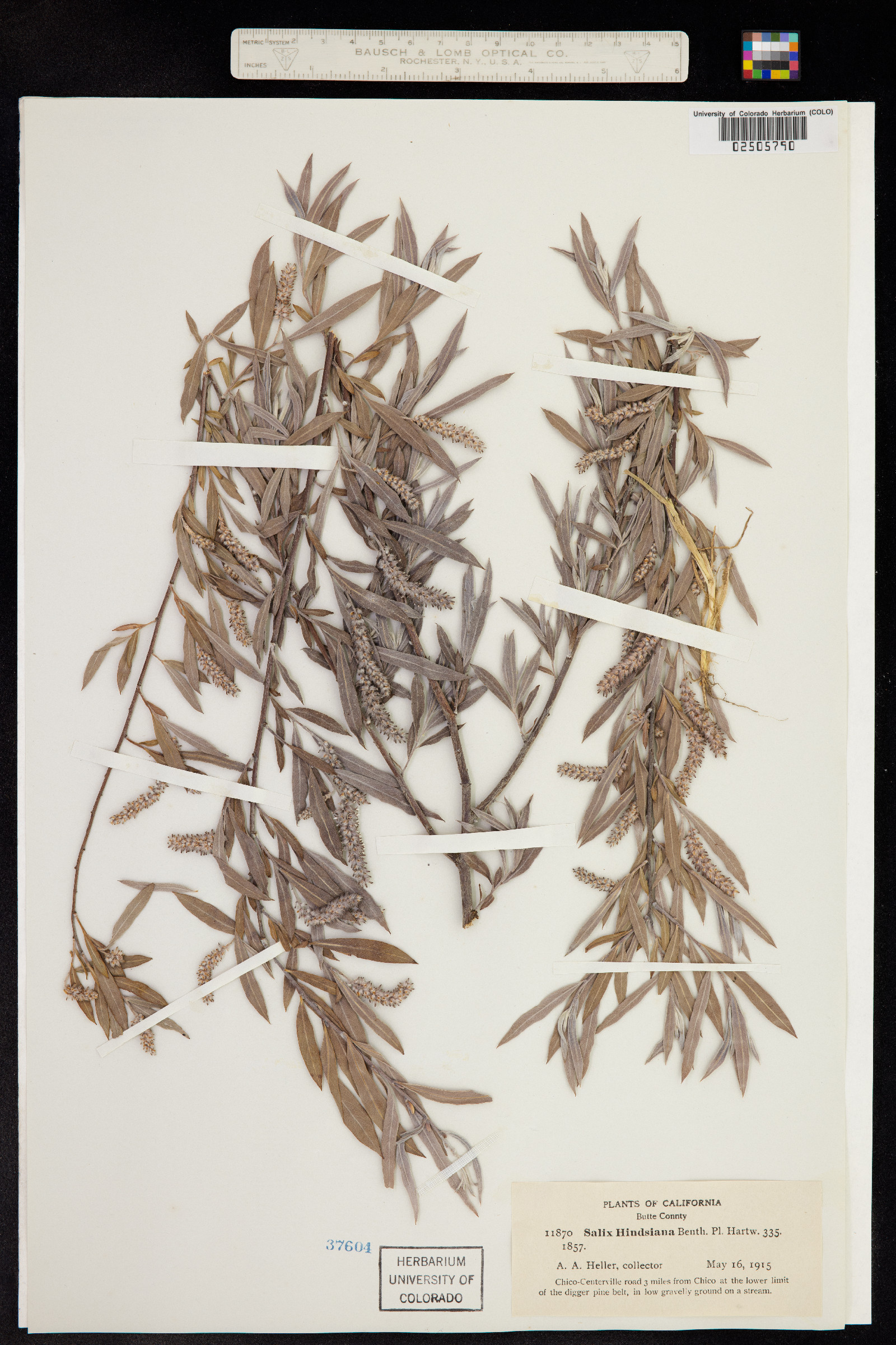 Salix exigua var. hindsiana image
