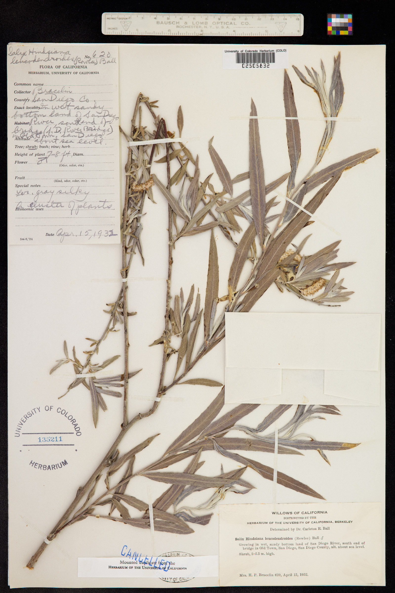 Salix exigua var. hindsiana image