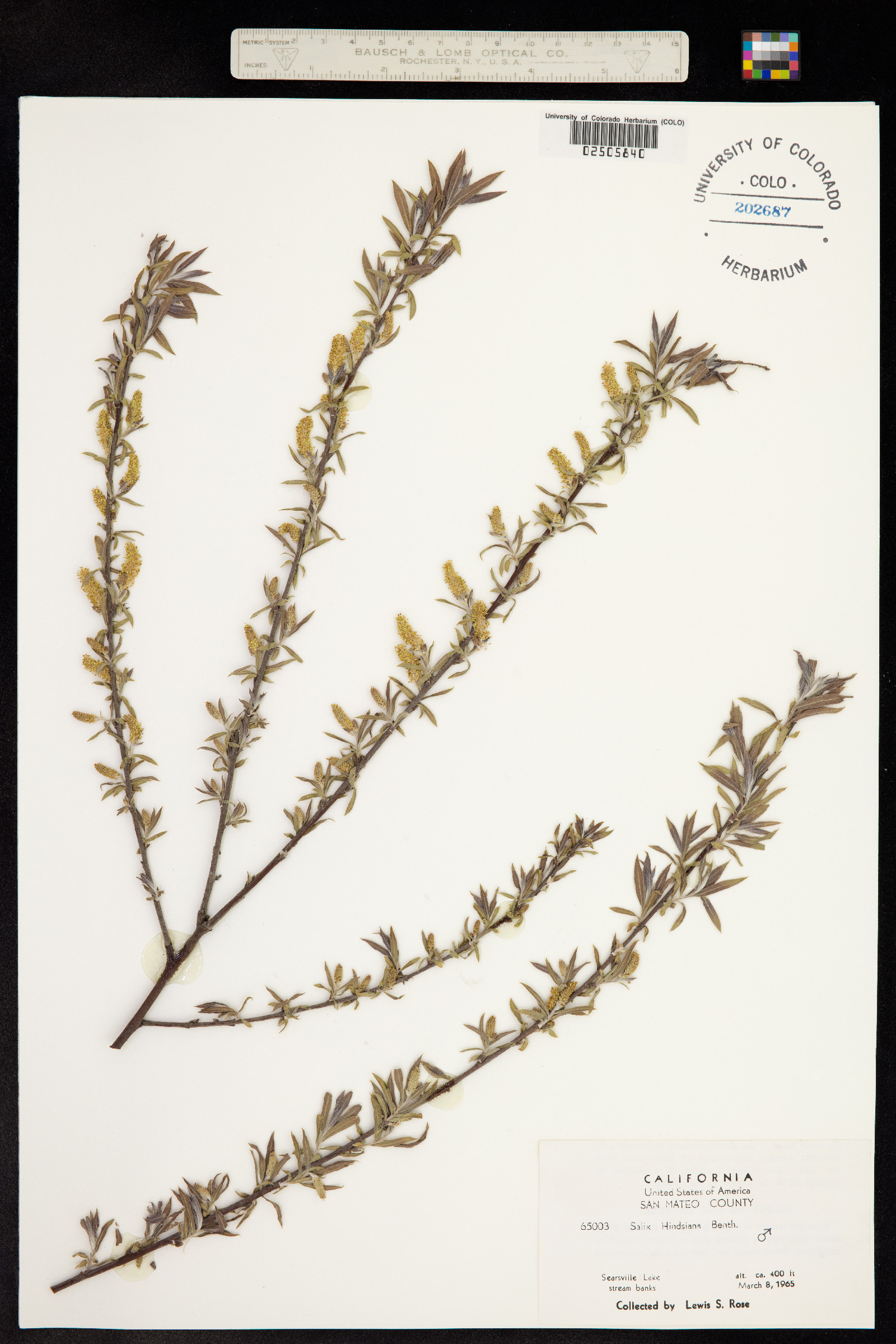 Salix exigua var. hindsiana image