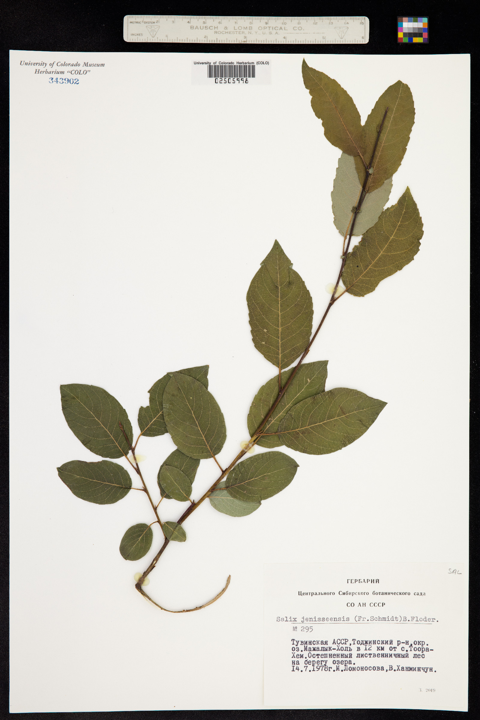 Salix jenisseensis image