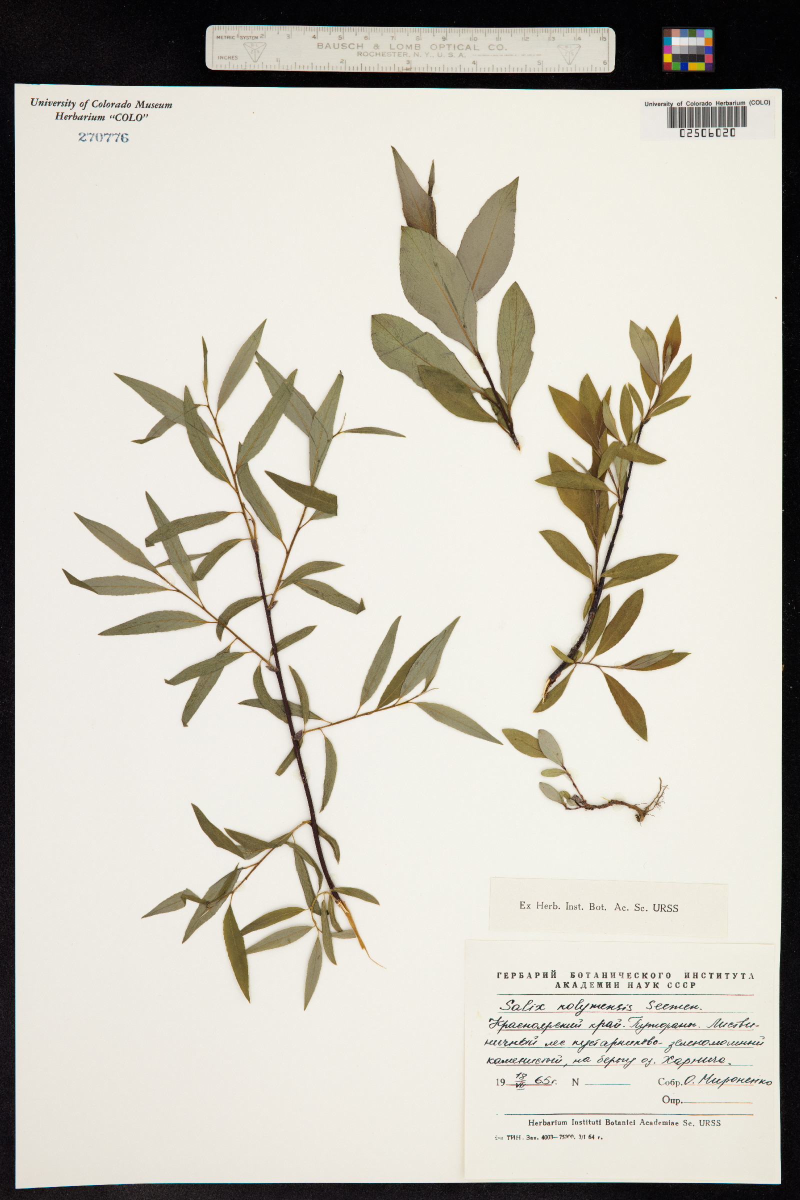 Salix boganidensis image