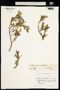 Salix kazbekensis image