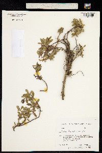 Salix kazbekensis image