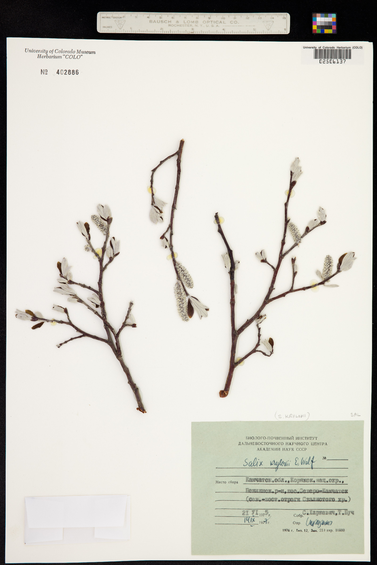 Salix krylovii image