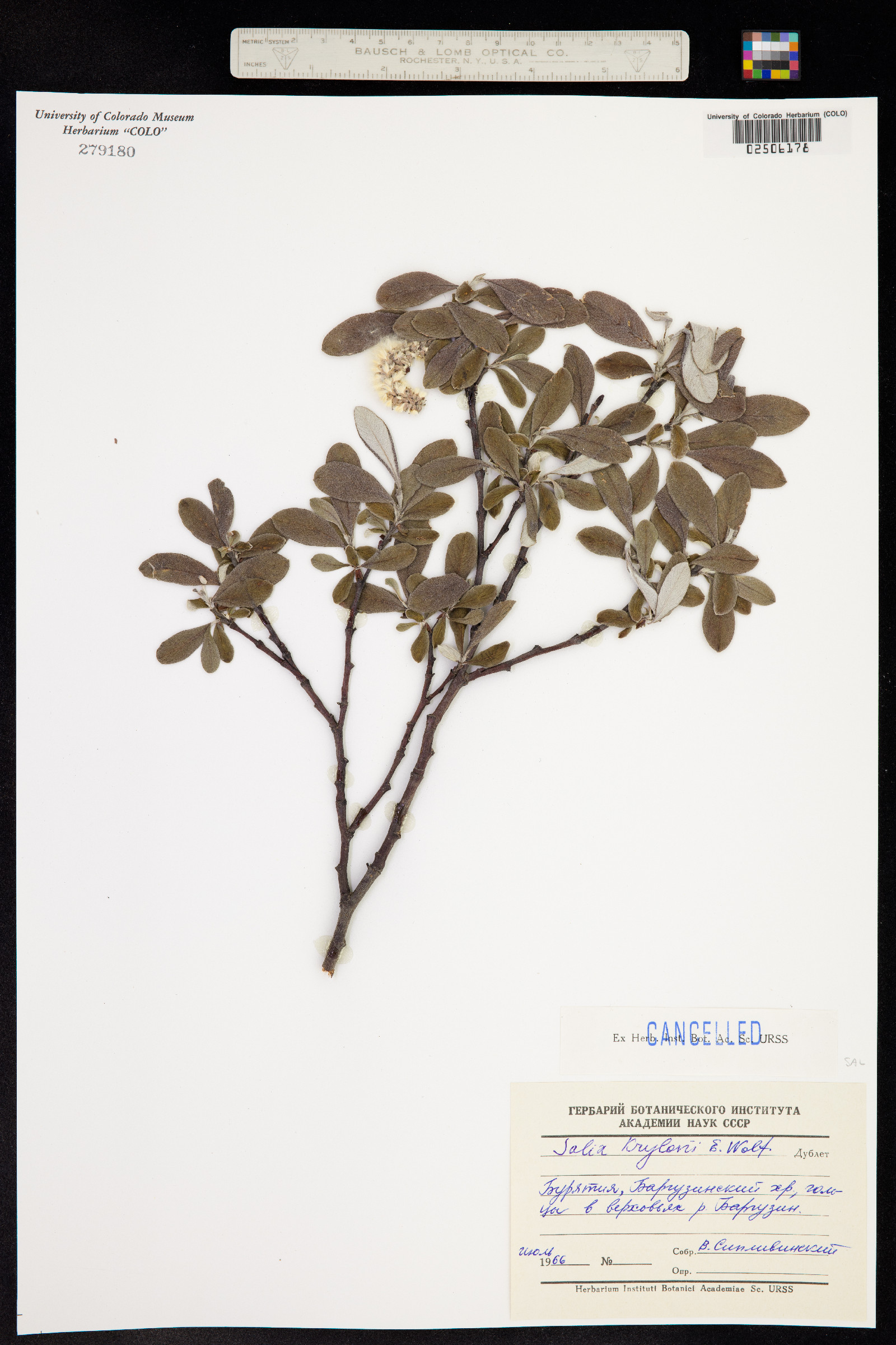 Salix krylovii image