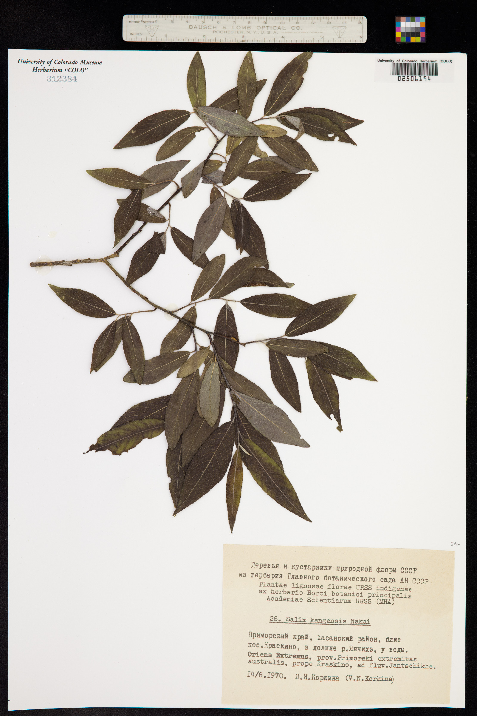 Salix kangensis image